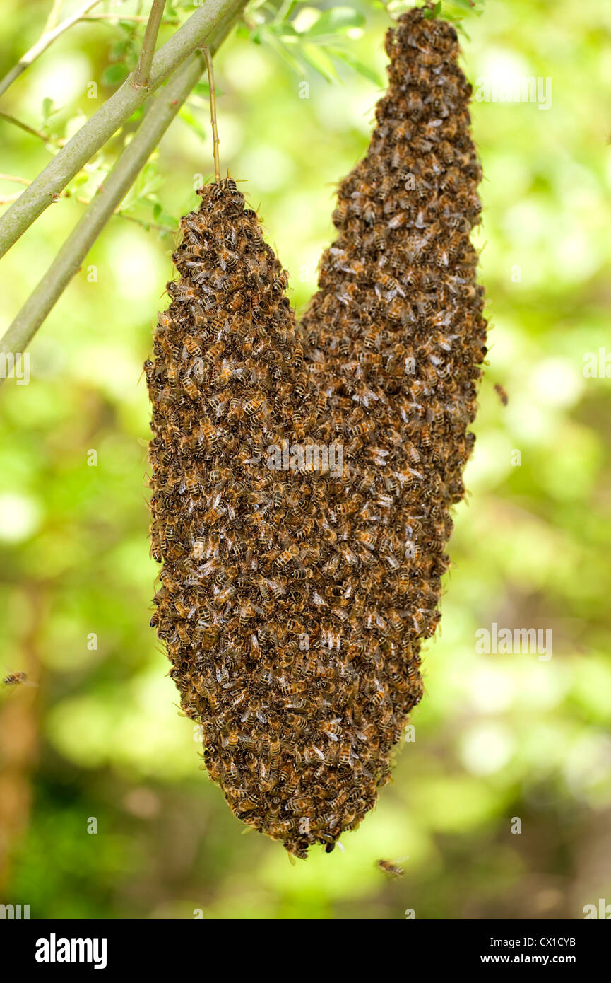 Honig-Bienen schwärmen Apis Mellifera UK Herzform von Ast im Baum hängen Stockfoto