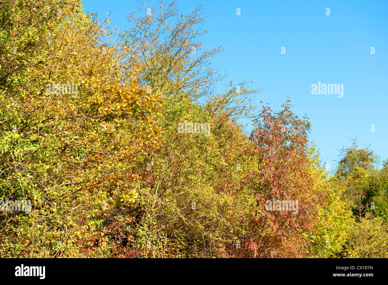 Woodland Hecke Herbst Mischfarben Ranscombe Farm Nature Reserve Kent UK Stockfoto