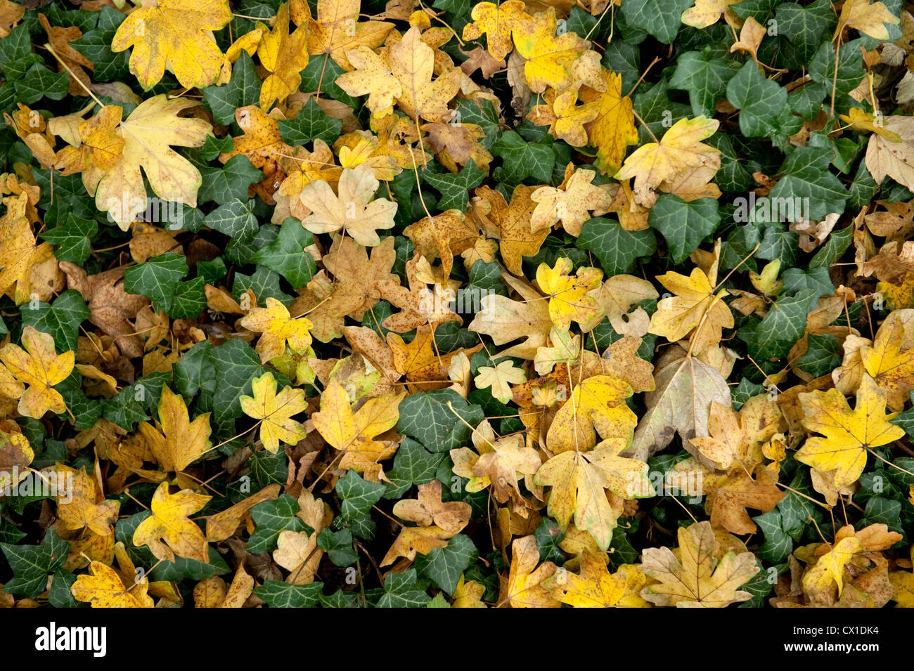 Herbstlaub auf Waldboden Feld Ahorn Acer Campestre & Ivy Ranscombe Farm Nature Reserve Kent UK gelb grün Stockfoto