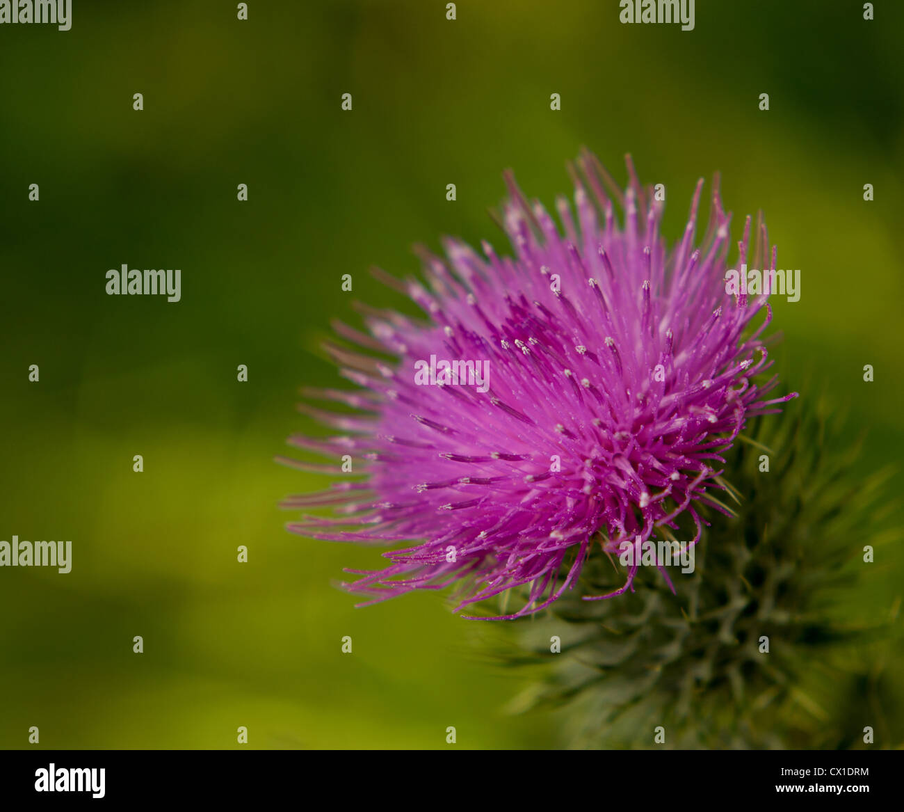 Isolierte Einzelbild einer schottischen Distel in voller Blüte auf einem natürlichen grünen Hintergrund Stockfoto