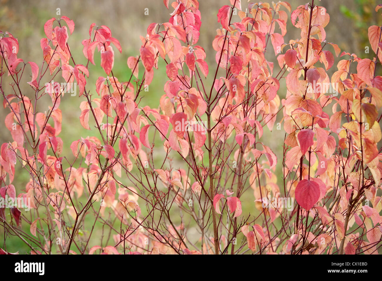 Hartriegel Cornus sanguineaund Ranscombe Farm Nature Reserve Kent UK rote Blätter im Herbst Farben Stockfoto