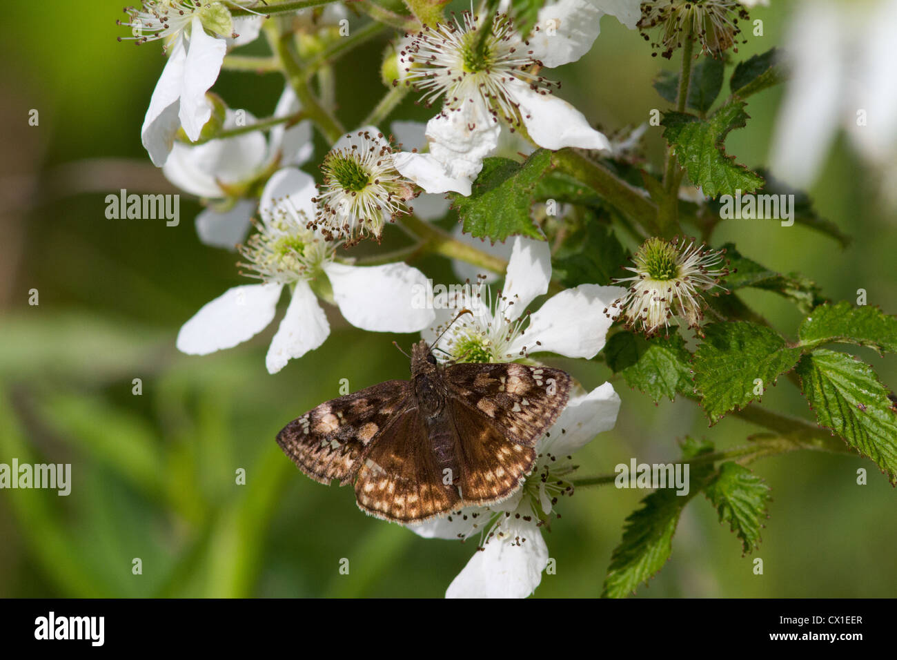 Juvenals Duskywing auf einem Blackberry-Busch Stockfoto