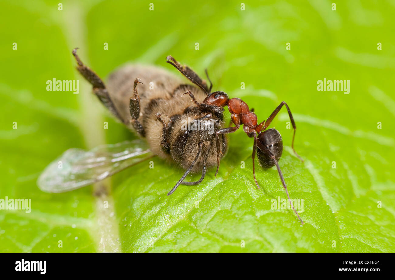 Holz-Ant ziehen einen Toten Honig Biene Apis Mellifera Kent UK Stockfoto
