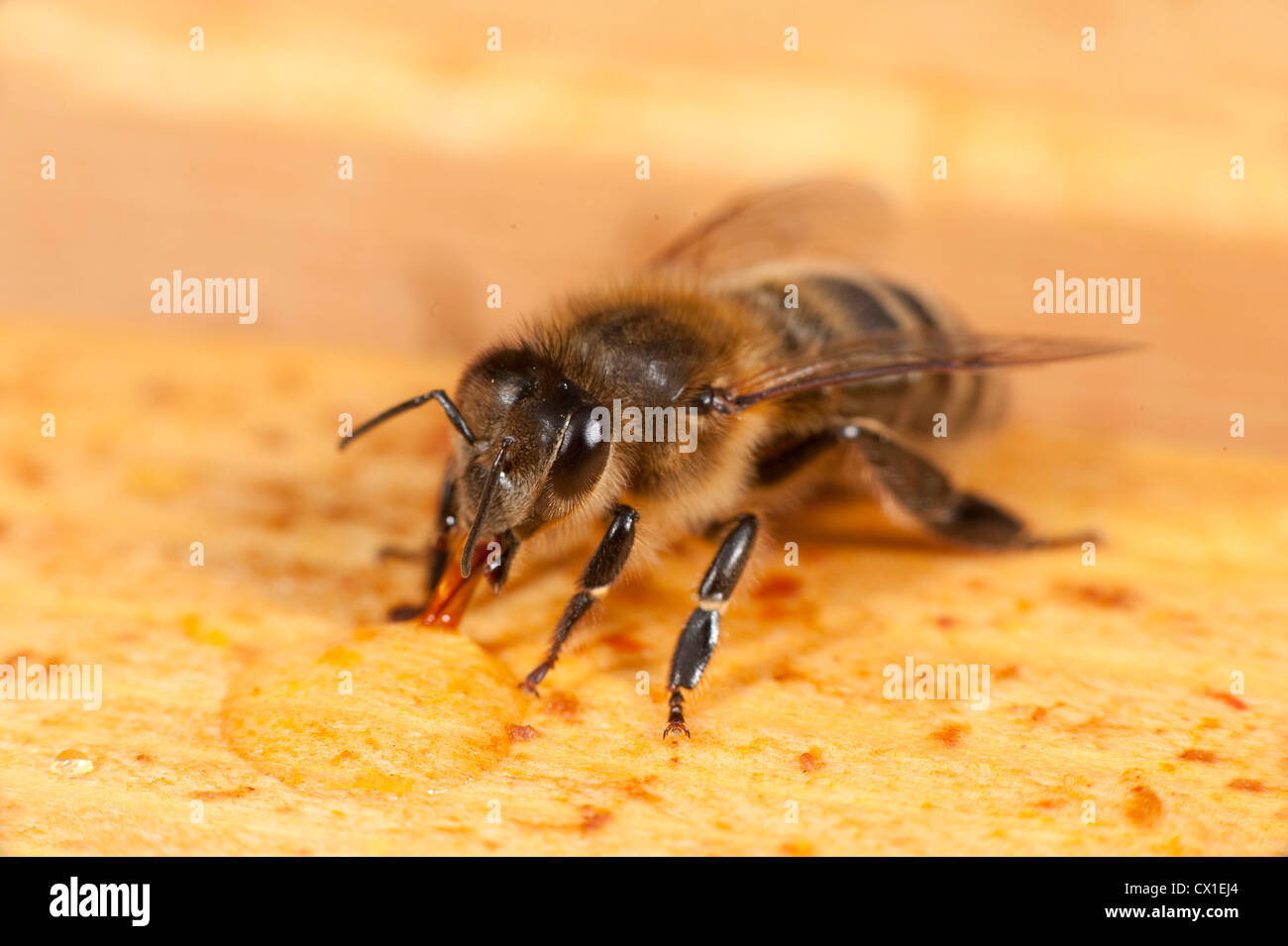 Honey Bee trinken Honig aus der Wabe im Bienenstock Apis Mellifera Kent UK Stockfoto