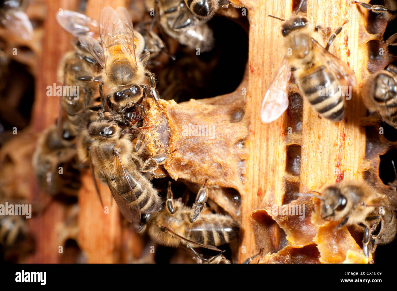 Neue Queen Honey Bee schlüpfen aus Weiselzelle im Bienenstock besucht von Arbeitern Apis Mellifera Kent UK Stockfoto