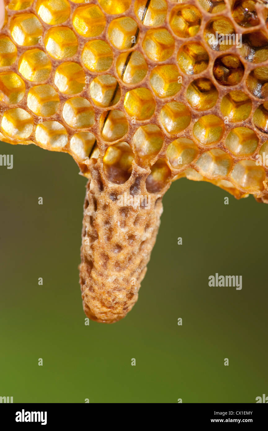 Honig Biene Apis Mellifera Kent UK Weiselzelle auf Waben Bienenstock Stockfoto