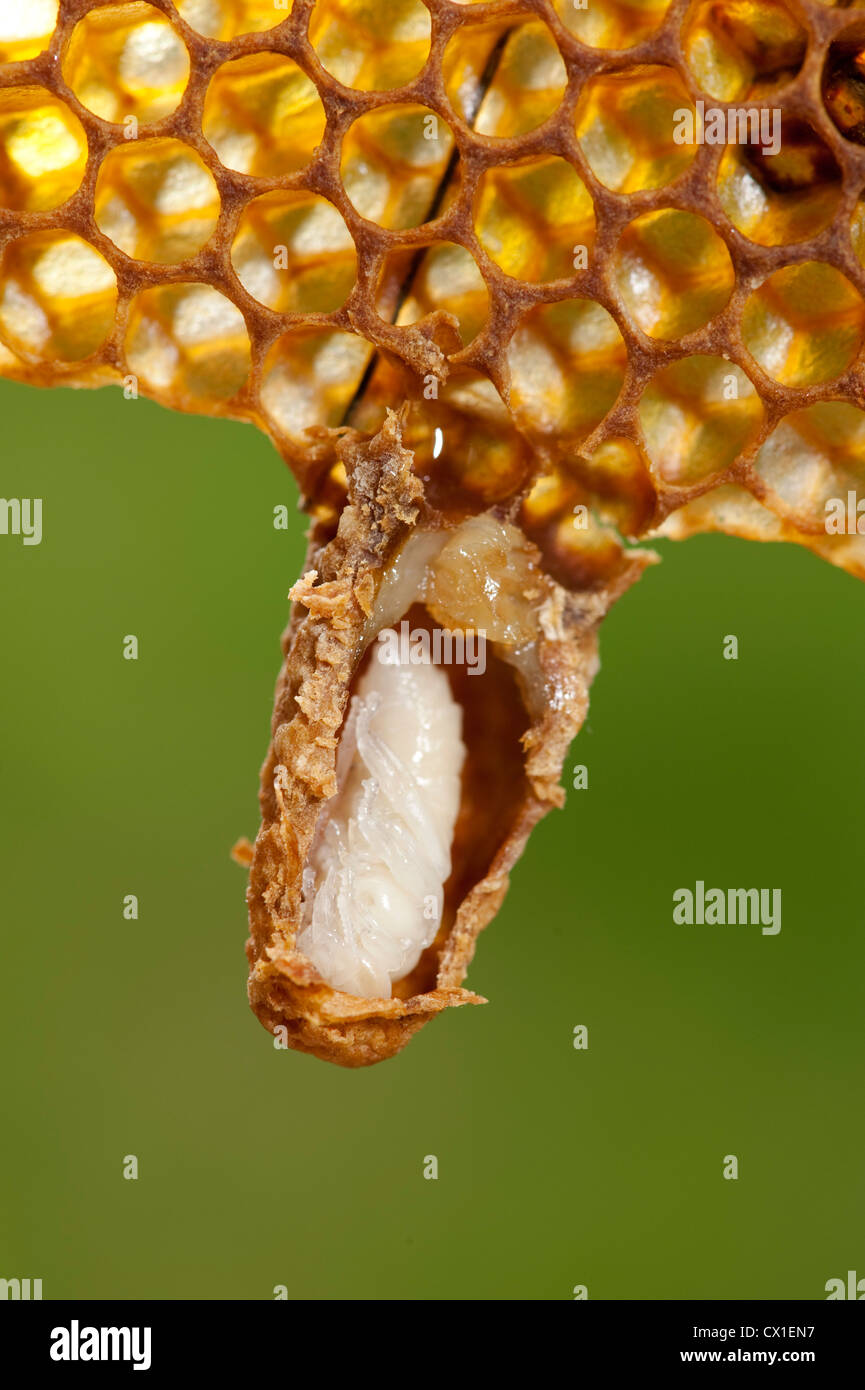 Honig Biene Apis Mellifera Kent UK Weiselzelle aufgeschnitten, wachsende Biene im Inneren auf Waben Bienenstock zu zeigen Stockfoto