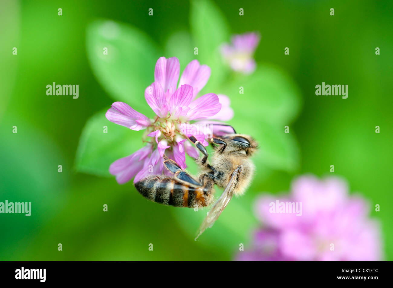 Honig Biene Apis Mellifera Kent UK sammeln Nektar von Klee Blüte Fütterung Stockfoto