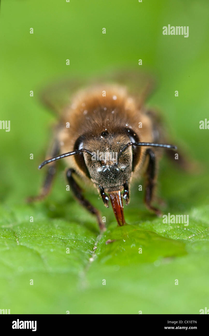 Honig Biene Apis Mellifera Kent UK Trinkwasser von Regentropfen auf Blatt Zunge Stockfoto