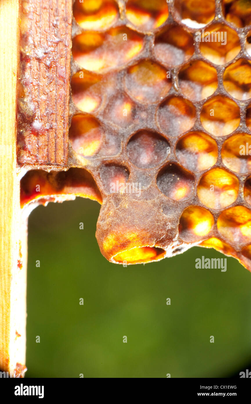 Honig Biene Apis Mellifera Kent UK Queen Cup Zelle Entwicklung am Rand des Honecomb von hive Stockfoto