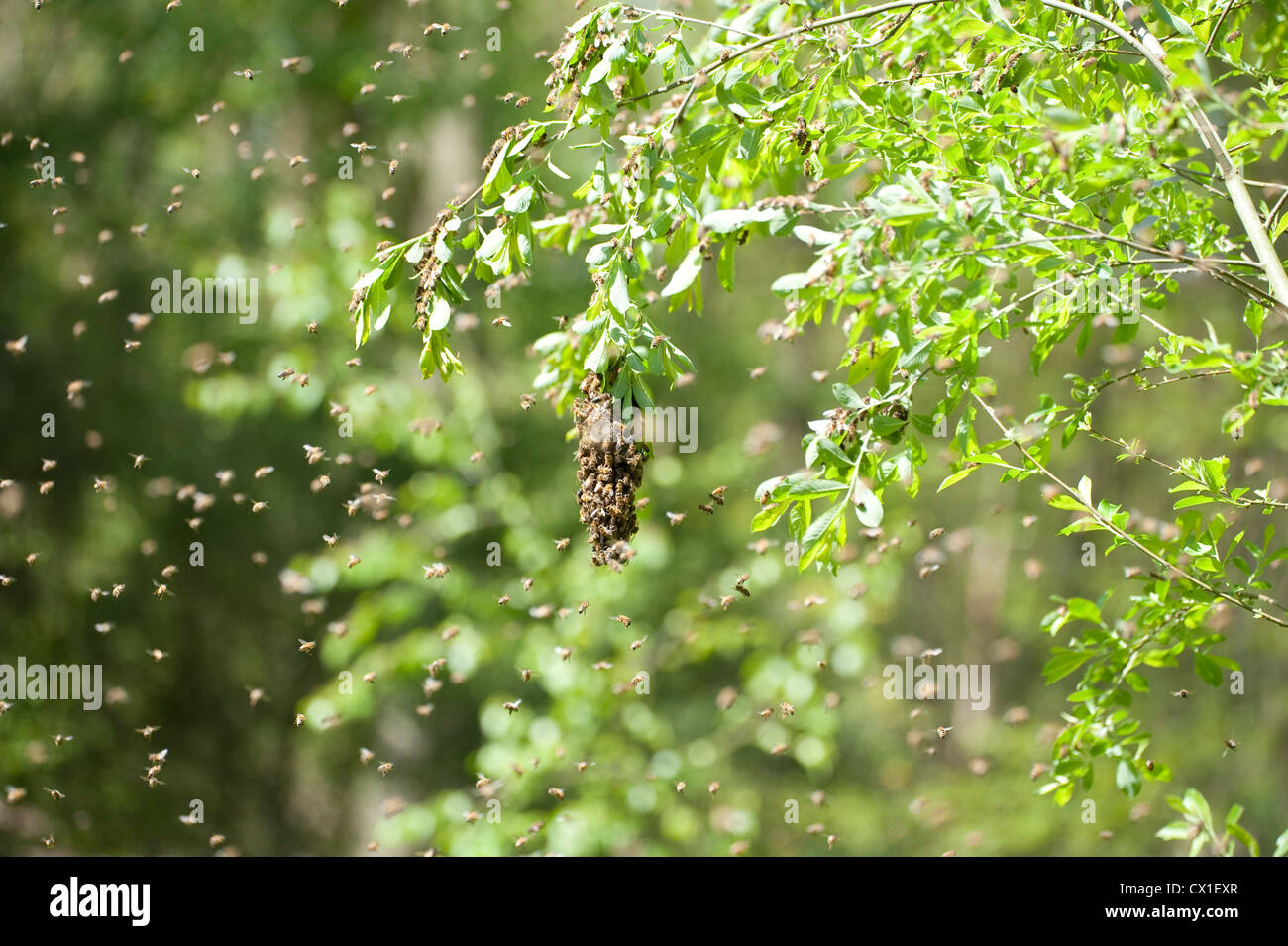 Honig Bienen schwärmen auf nahe gelegenen Ast von Hive Apis Mellifera Kent UK Stockfoto