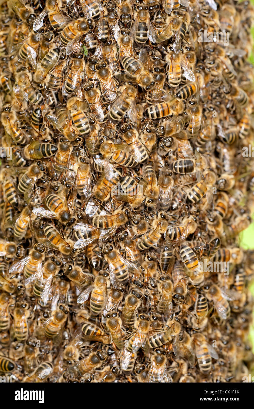 Honig Bienen schwärmen Apis Mellifera Kent UK hautnah Stockfoto