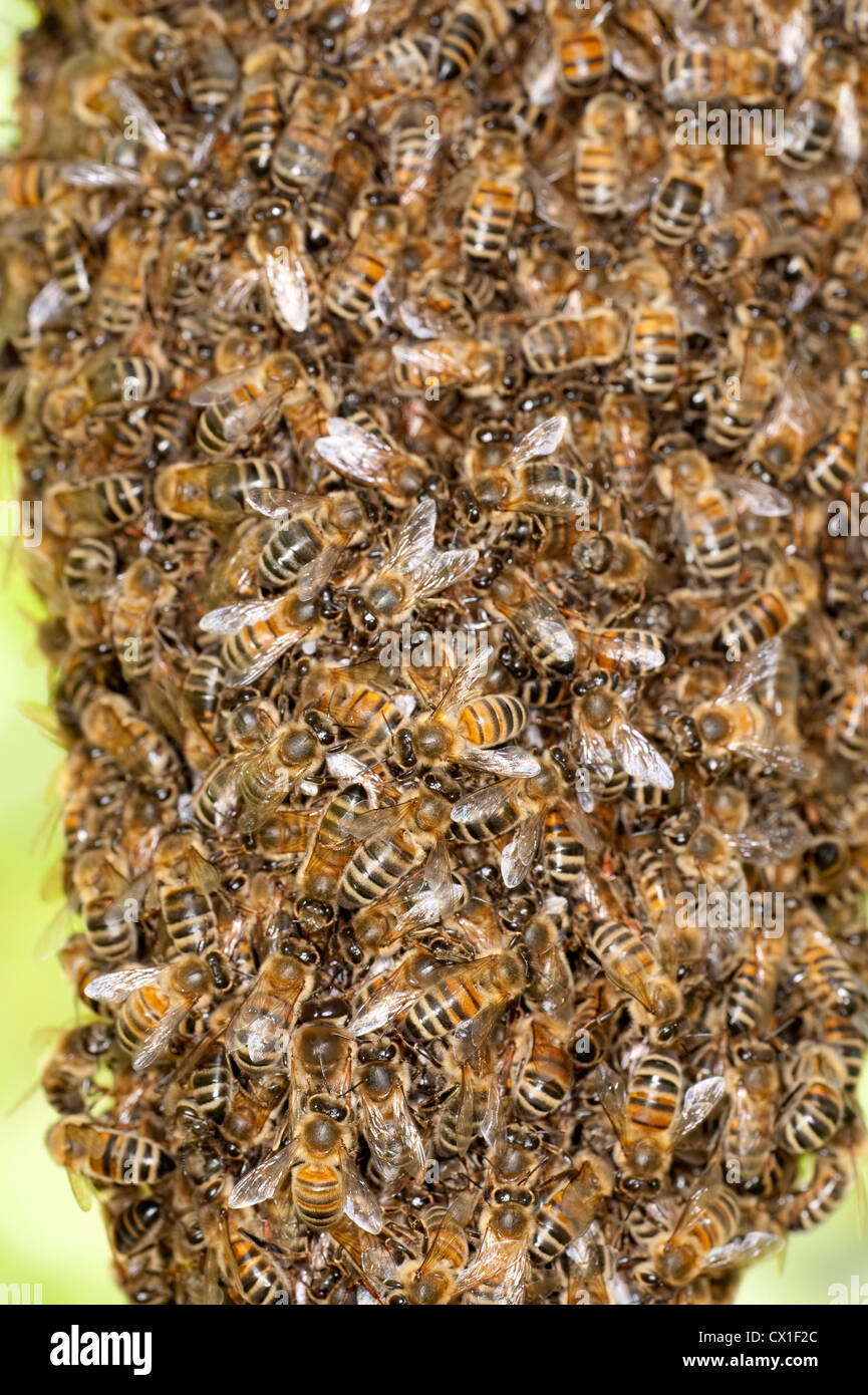 Honig Bienen schwärmen Apis Mellifera Kent UK hautnah Stockfoto