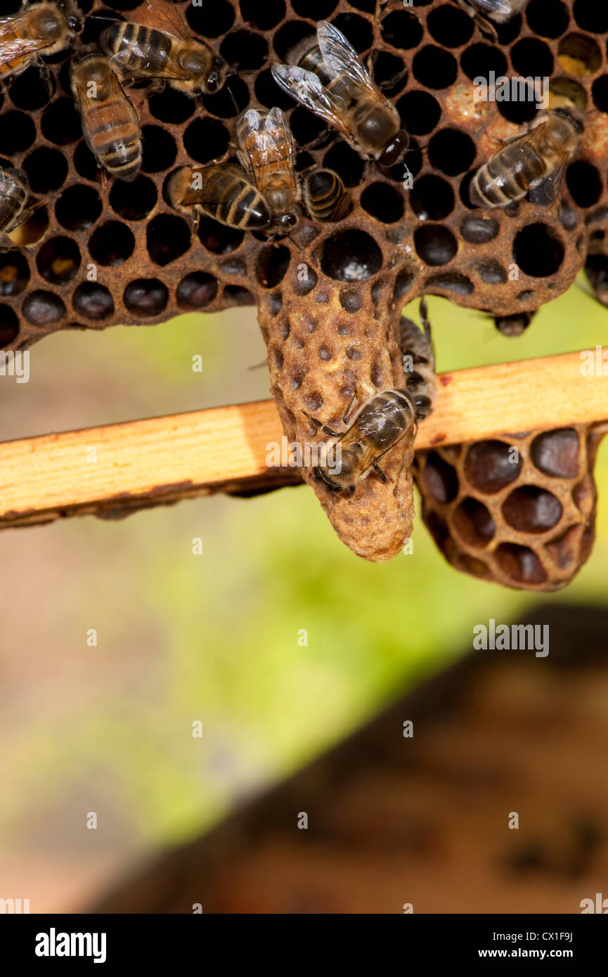 Honig Biene Apis Mellifera Kent UK Weiselzelle auf Waben Bienenstock Stockfoto