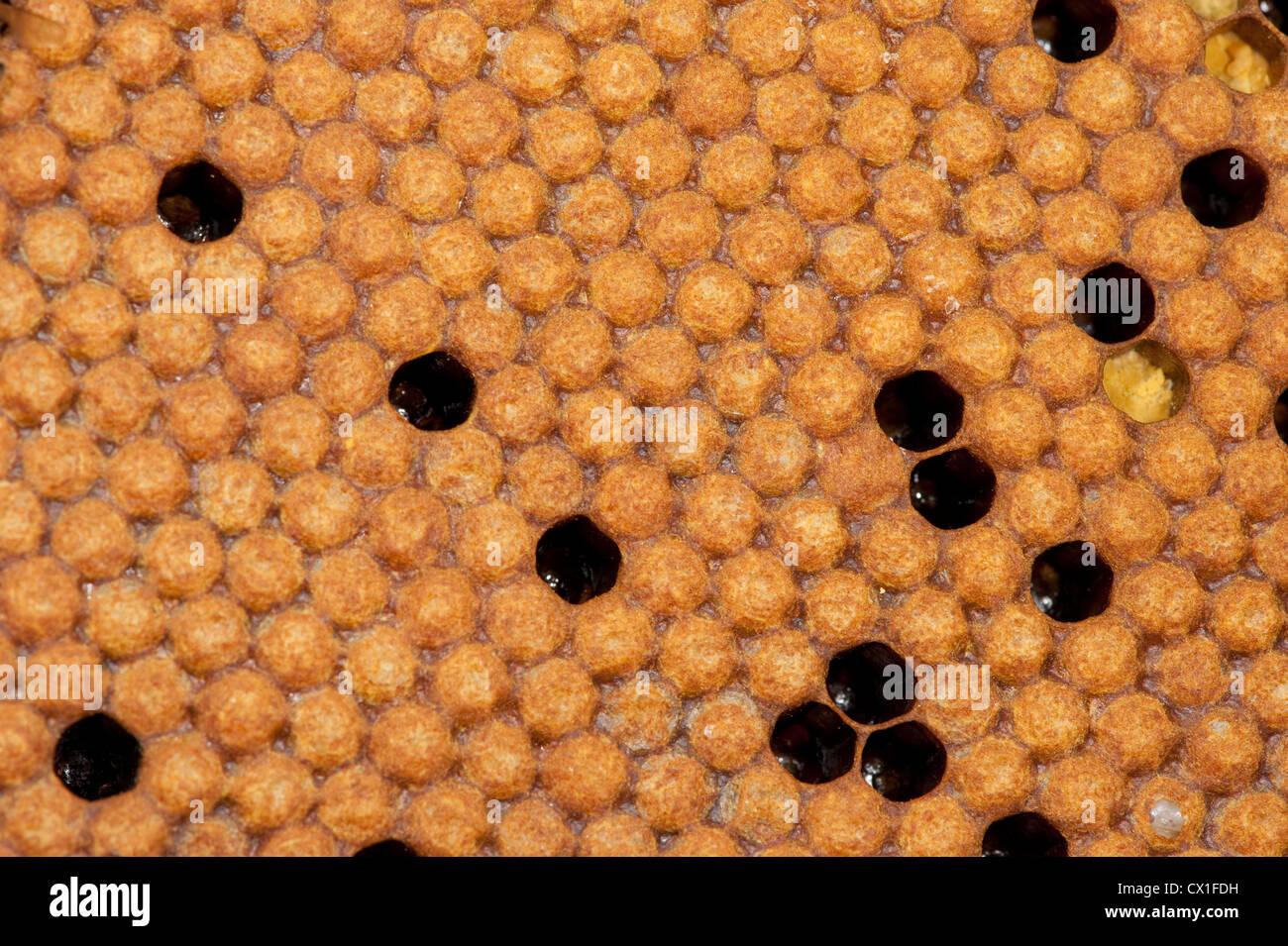 Honig Biene Apis Mellifera Brut Kammern im Rahmen von Hive Kent UK Stockfoto