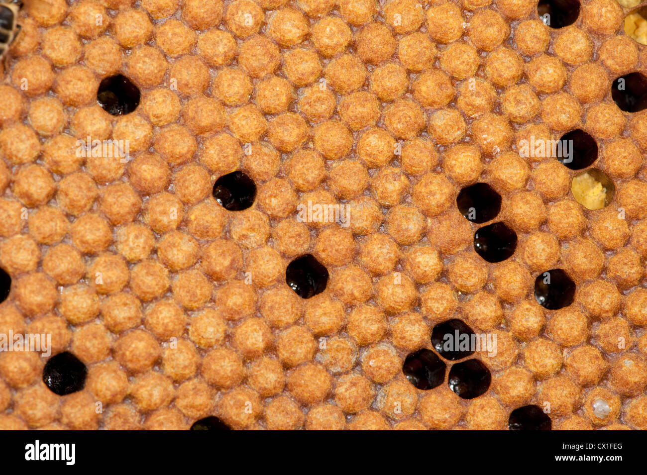 Honig Biene Apis Mellifera Brut Kammern im Rahmen von Hive Kent UK Stockfoto