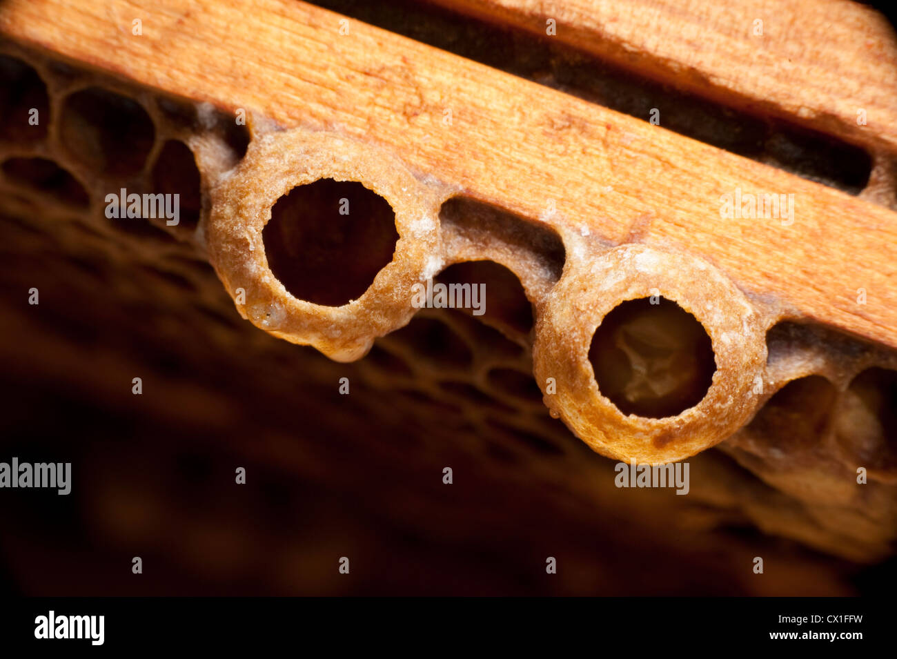 Honig Biene Apis Mellifera Kent UK Weiselzelle auf Waben Bienenstock wachsenden Biene im Larvenstadium Stockfoto
