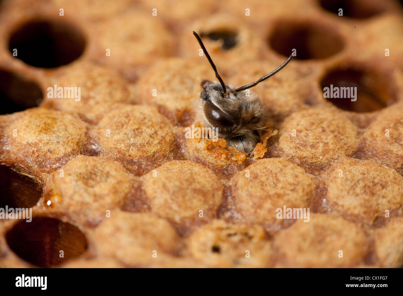 Arbeiter Honig Biene Emerging Apis Mellifera Kent UK Schraffur aus verschlossenen Zelle im Brutraum Erwachsener Stockfoto