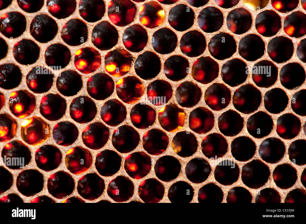 Eiablage in Zellen Honig Biene Apis Mellifera Kent UK in Waben des Rahmens im Bienenstock Stockfoto