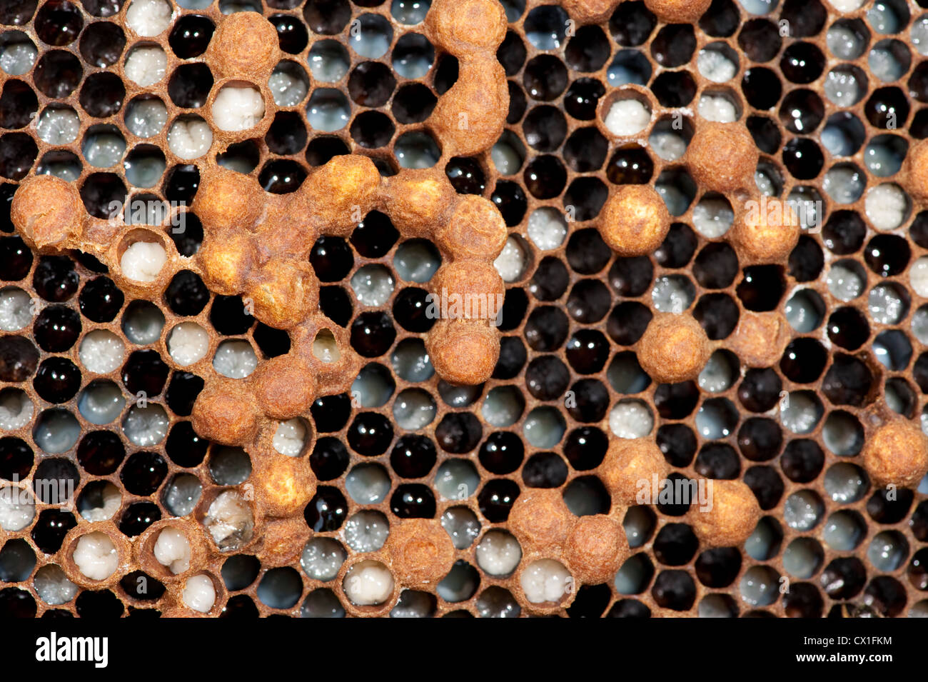 Drohne Larven Honig Biene Apis Mellifera Kent UK Stockfoto