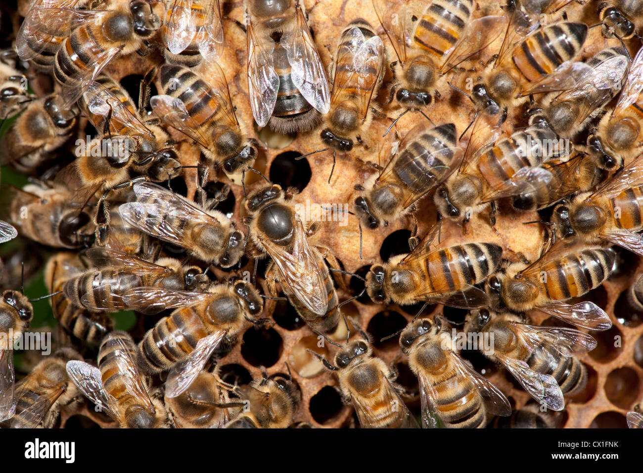 Königin mit Teilnahme an Arbeitnehmer Honig Biene Apis Mellifera Kent UK im Bienenstock Stockfoto
