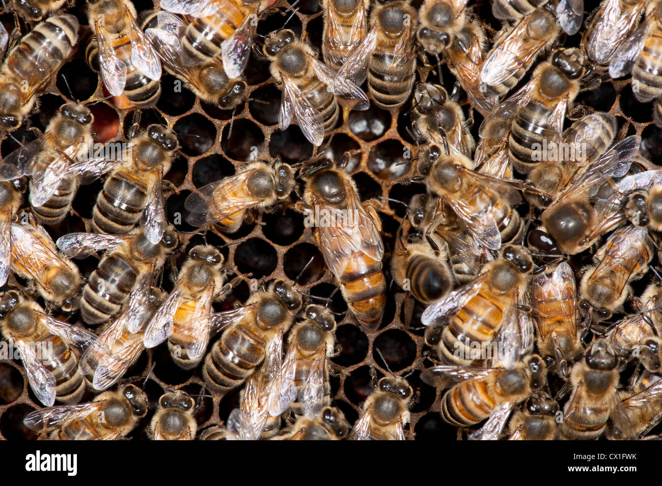New Zealand Königin auf Zellen im Bienenstock umgeben von Arbeitnehmern Honig Biene Apis Mellifera Kent UK Honecomb tendenziell Zellen Stockfoto