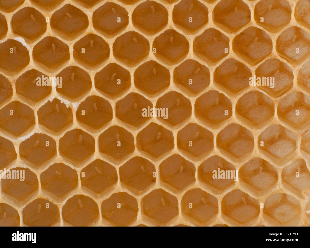 Nahaufnahme der Eiablage in den Zellen der Honecomb Schar Honig Biene Apis Mellifera Kent UK Stockfoto