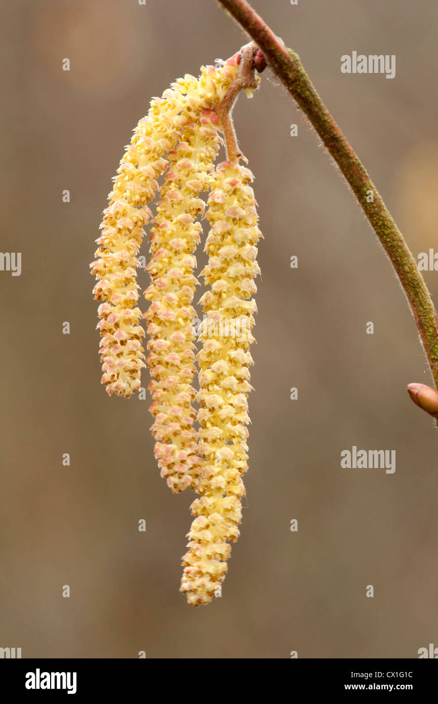 Nahaufnahme von Hazel Blütenstand Corylus Avellana im Frühjahr männlichen Kätzchen Oxford UK Stockfoto