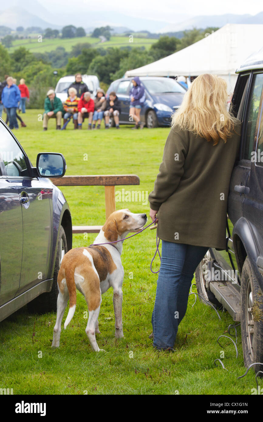 Fox Hound und Frau am Threlkeld Show, Threlkeld, Keswick, Lake District, Cumbria, England, UK Stockfoto