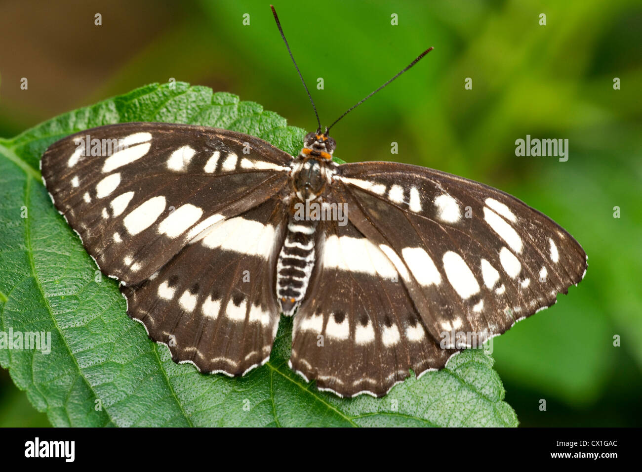 Seemann Schmetterling Neptis Hylas Südasien schwarz-weiß gemusterte Flügel öffnen Stockfoto