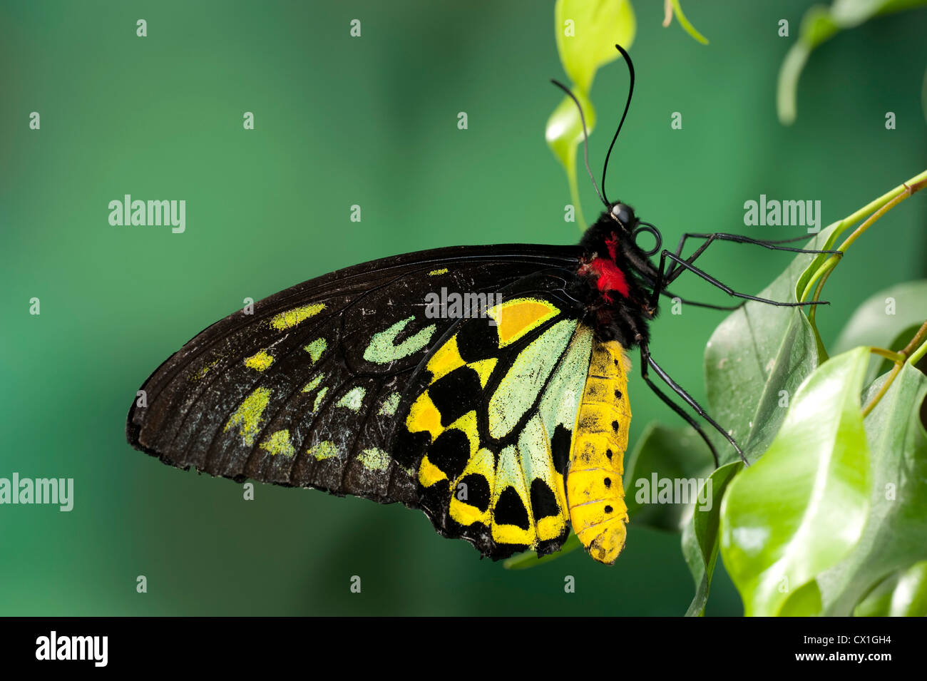Grün Birdwing Schmetterling Ornithoptera Priamus Australien & -Neu-Guinea männlich große bunte gelb grün schwarz Stockfoto