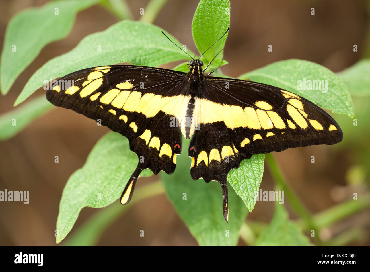 Orange Schwalbenschwanz Schmetterling Papilio Thoas USA König ruhen mit Flügel öffnen gelbe und schwarze Farben Stockfoto