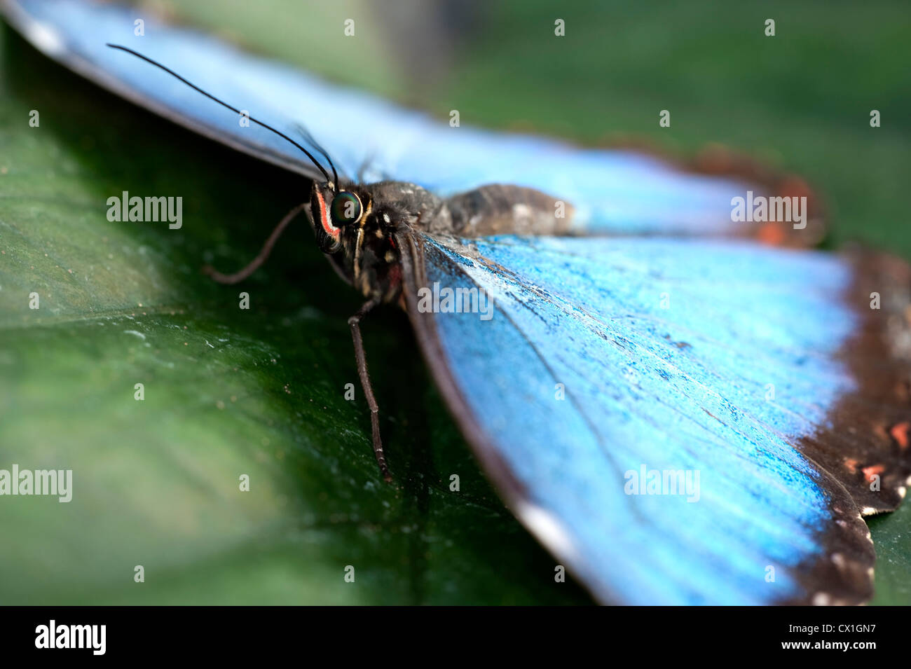 Blauen Morpho Schmetterling Morpho Peleides öffnen Central & Südamerika ruht mit Flügeln Stockfoto