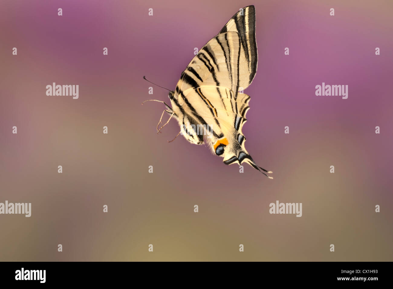 Knappen Schwalbenschwanz Schmetterling Iphiclides Podalirius europäischen & Nahost Arten im Flug high-Speed-Fototechnik Stockfoto