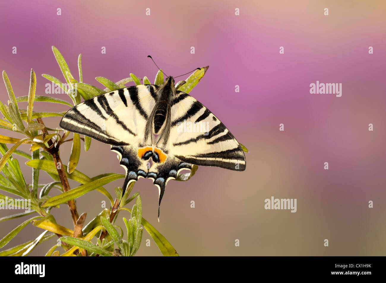 Knappen Schwalbenschwanz Schmetterling Iphiclides Podalirius europäischen & Nahost Arten Stockfoto
