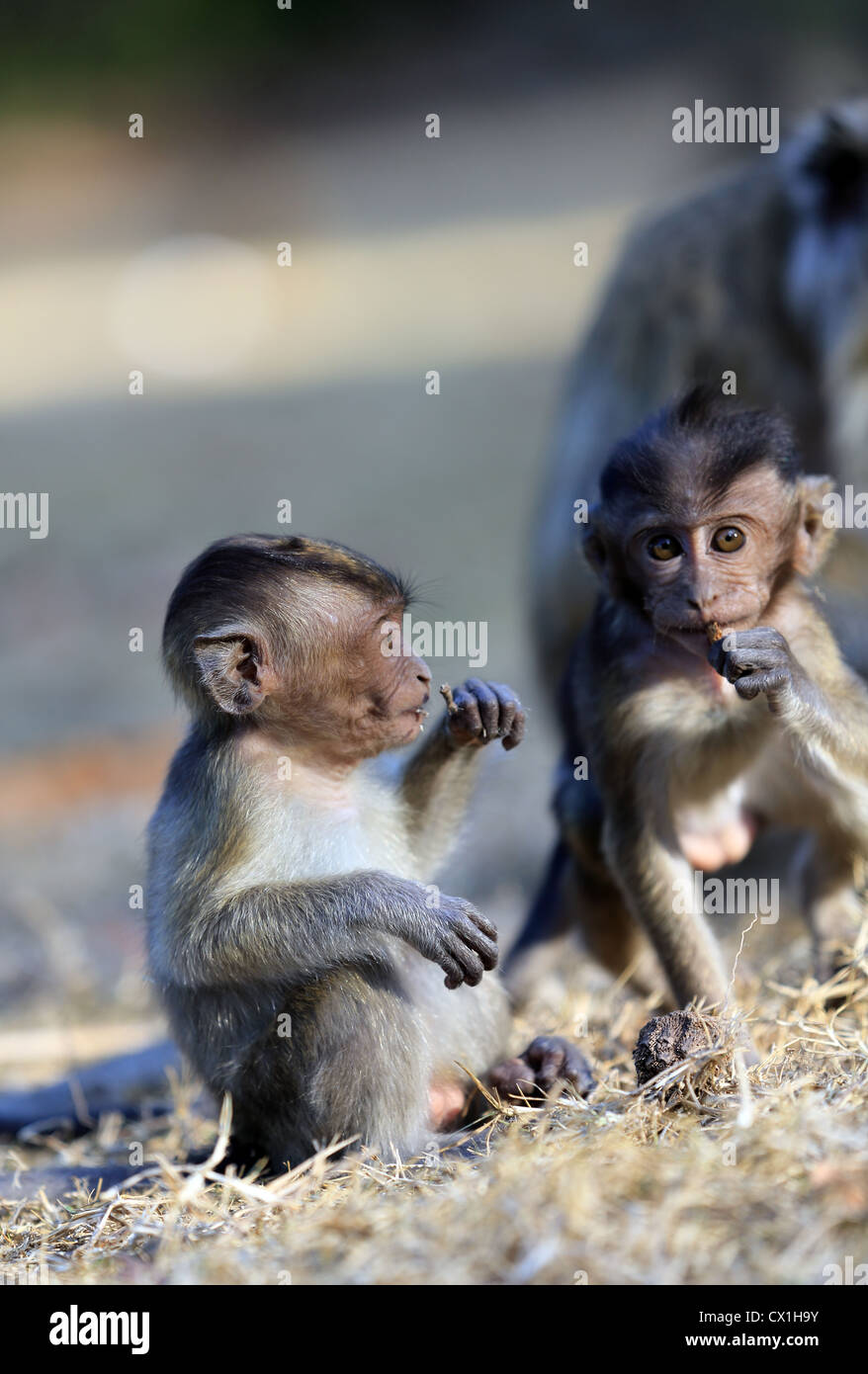 Erwachsenen javanischen Makaken und Baby Pangandaran Nationalpark in West Java Stockfoto