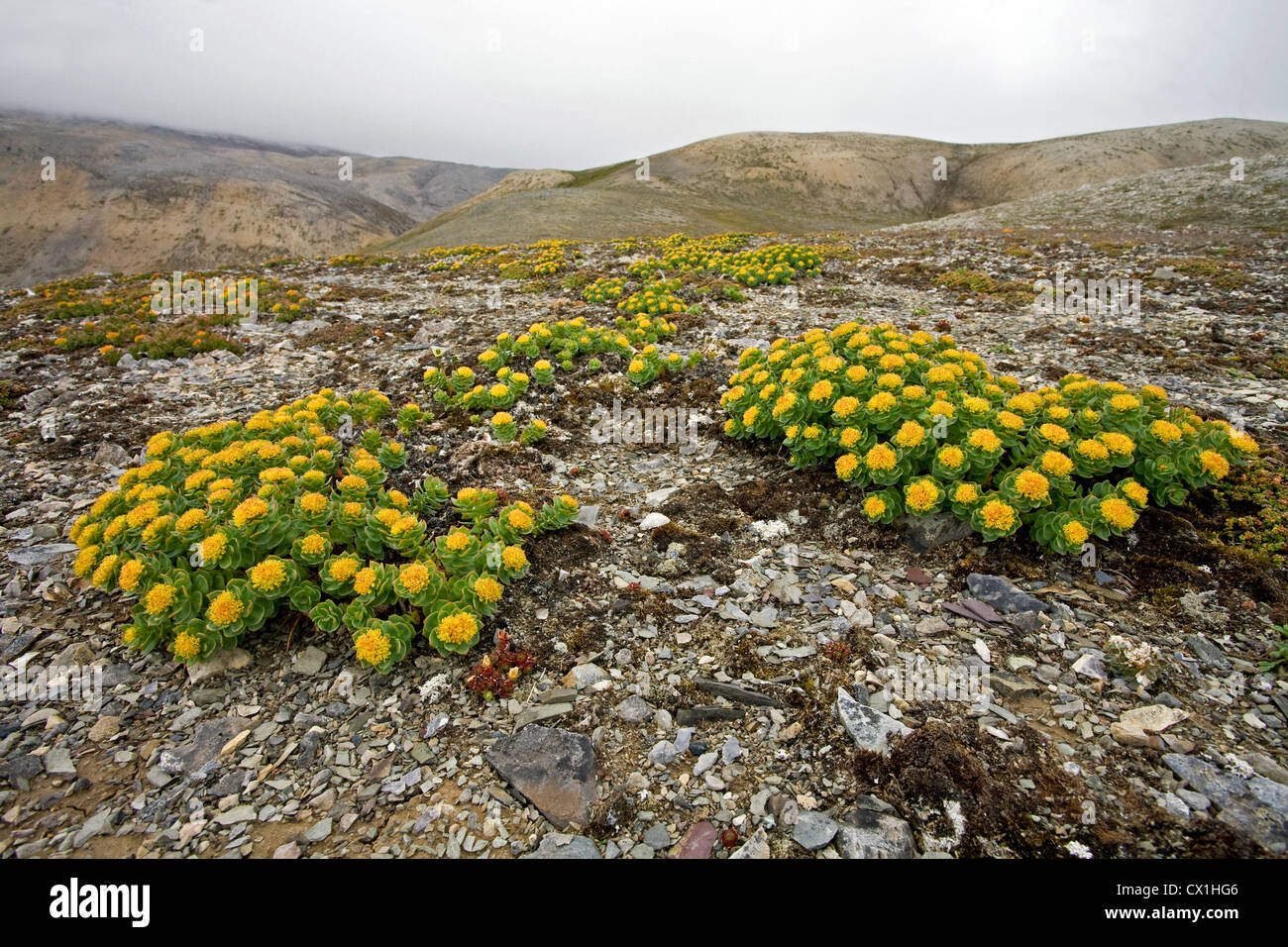 Gelbe Blumen in der arktischen Tundra in Bjornoya / Bäreninsel, Svalbard, Spitzbergen, Norwegen Stockfoto