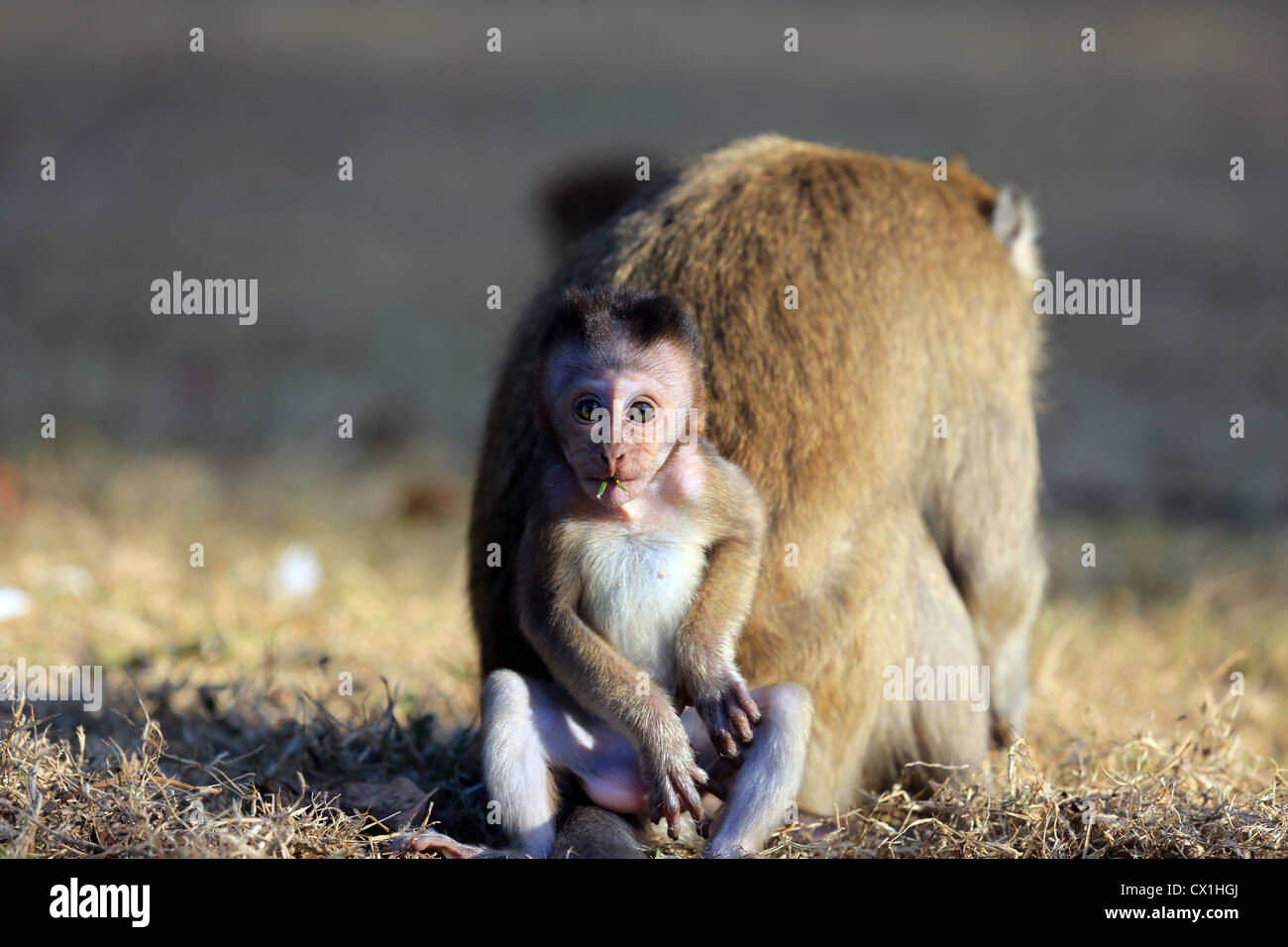 Erwachsenen javanischen Makaken und Baby Pangandaran Nationalpark in West Java Stockfoto