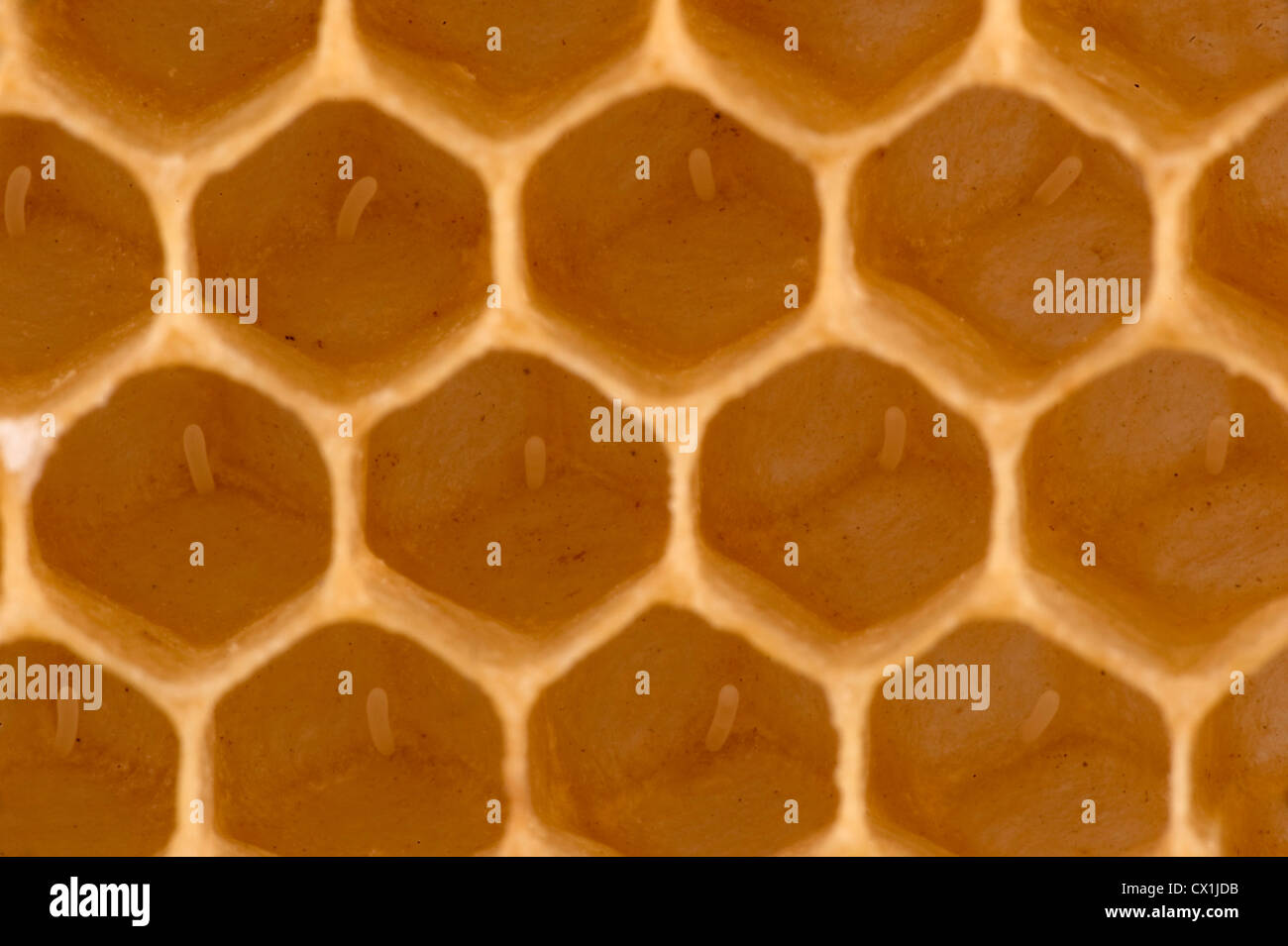 Nahaufnahme der Eiablage in den Zellen der Honecomb Schar Honig Biene Apis Mellifera Kent UK Stockfoto