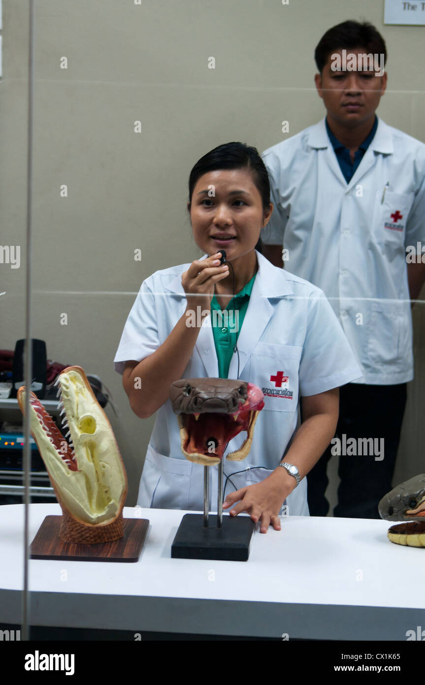 Vortrag über Venom Extraktion unter die Schlangenfarm in Thailand Stockfoto
