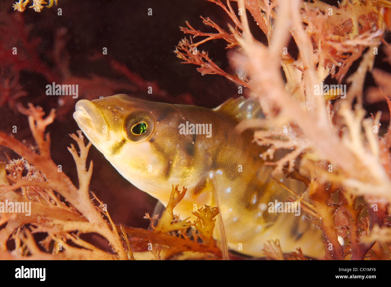 Tidepool Gunnel oder getrübten Blenny (Opisthocentrus Ocellatus) Japan Meer, Fernost, Primorsky Krai, Russische Föderation Stockfoto