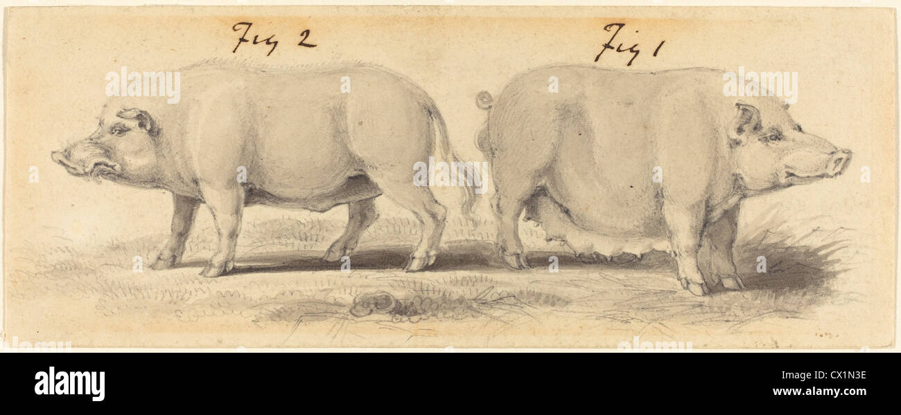 Samuel Howitt (British, c. 1765-1822), zwei Schweine, grau und braun waschen über Graphit auf einfaches Papier Stockfoto
