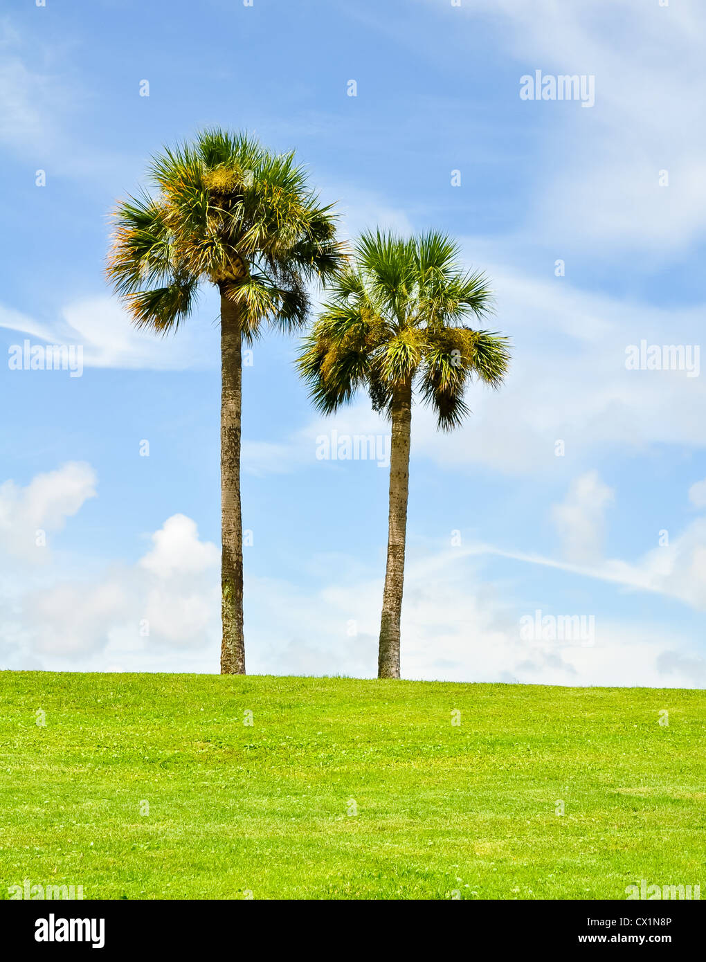 Twin-Palmen in einer üppigen Wiese gegen den blauen Himmel Stockfoto