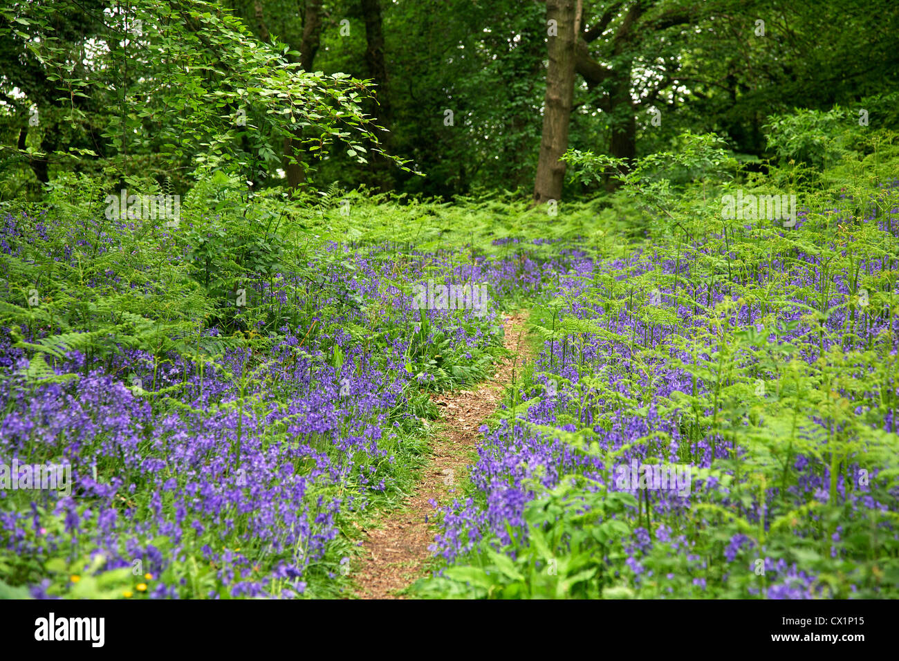 Gemeinsamen britischen blauen Glocken (Hyacinthoides non-Scripta), Buchenholz, Clytha Hill, Bettws Newydd, Monmouthshire Stockfoto Gemeinsamen britischen blauen Glocken (Hyacinthoides non-Scripta), Buchenholz, Clytha Hill, Bettws Newydd, Monmouthshire Stockfoto