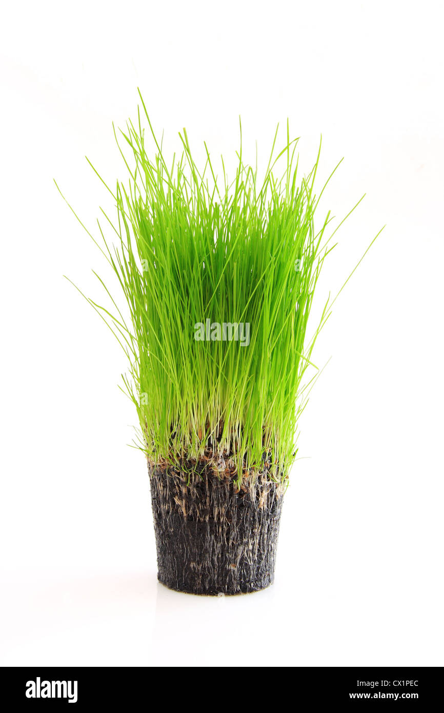 Eine Tasse grünen Rasen und Wurzel isoliert auf weißem Hintergrund Stockfoto