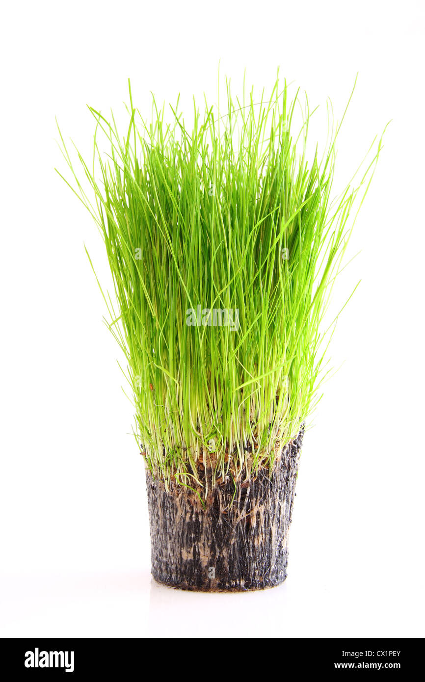 Eine Tasse grünen Rasen und Wurzel isoliert auf weißem Hintergrund Stockfoto