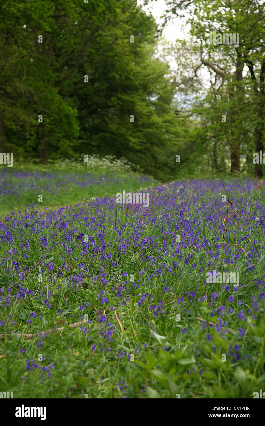 Gemeinsame britische oder englische blauen Glocken (Hyacinthoides non-Scripta) in Buchenholz Clytha Hill, Bettws Newydd, Monmouthshire. Stockfoto