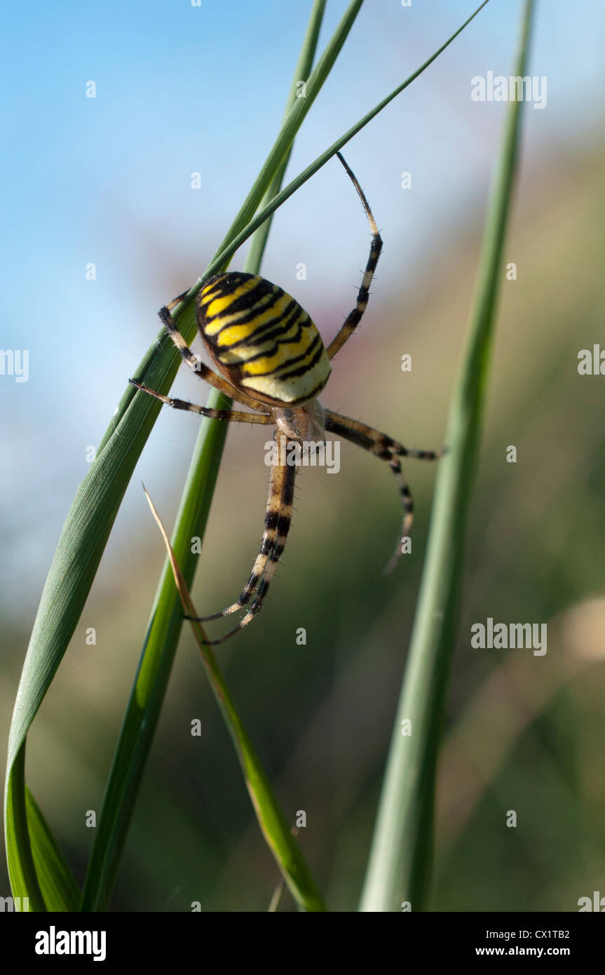 Eine Wespe Spinne auf Tottenham Marshes, London, UK Stockfoto