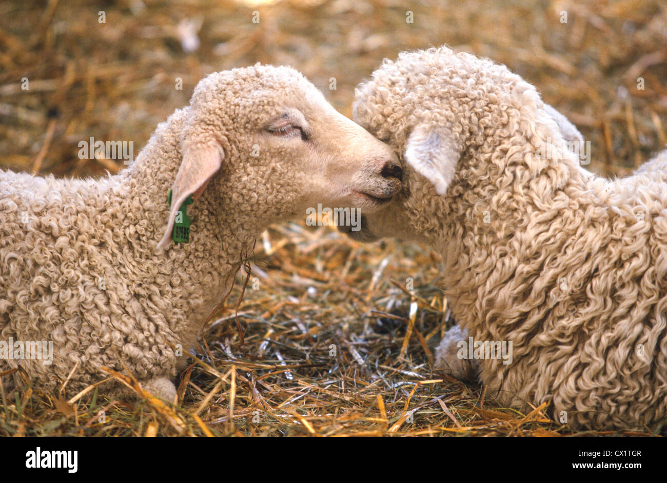 Baby Lämmer auf einem Bauernhof in Maine. Stockfoto