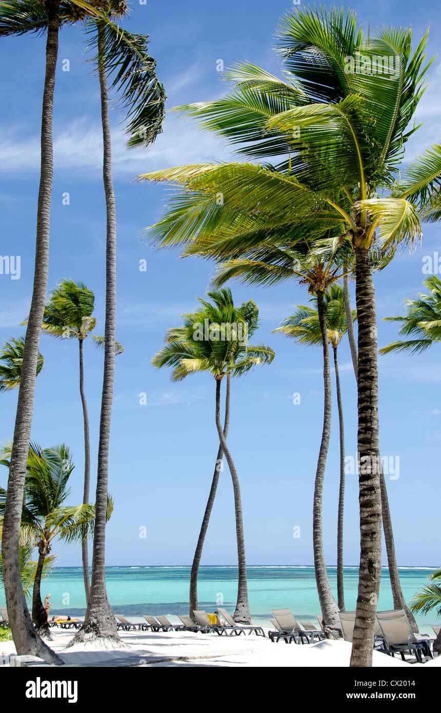 Strand von Bavaro Punta Cana mit Kokosnuss Palmen und Liegestühlen Stockfoto